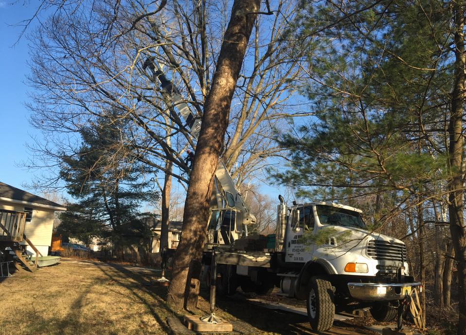 Tree Pruning Service in Ringwood, NJ