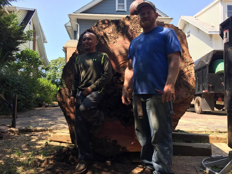 Tree Removal Service in Wayne, NJ