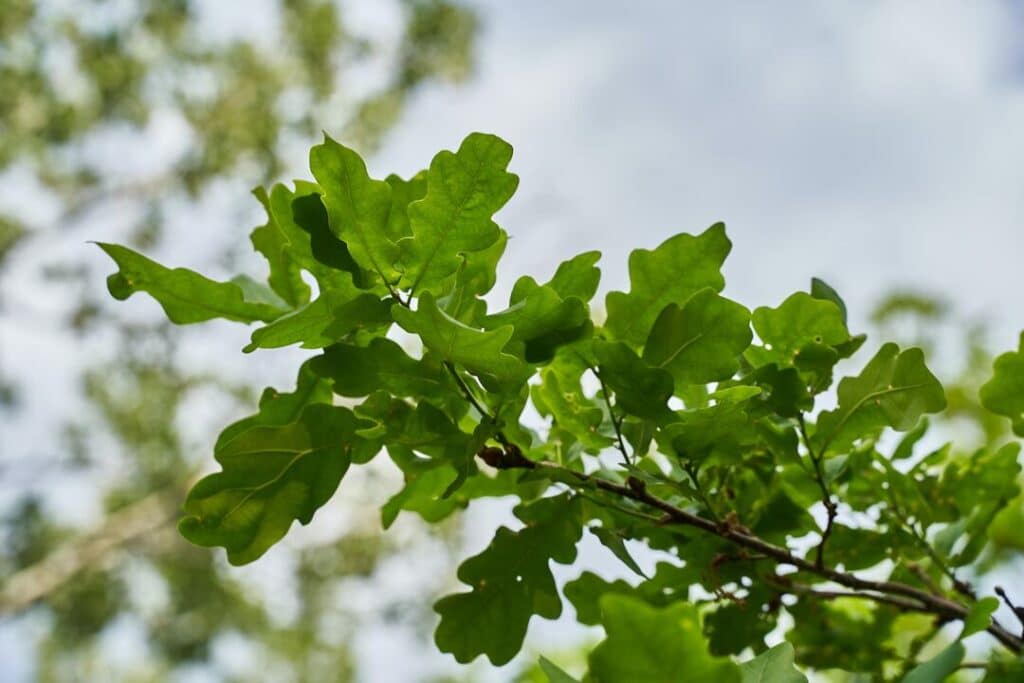 Extends Your Oak Tree Life Expectancy by Following Our Tips