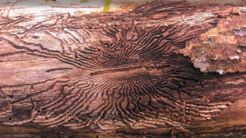 3 Borers Species that Can Devast Your Oak Tree