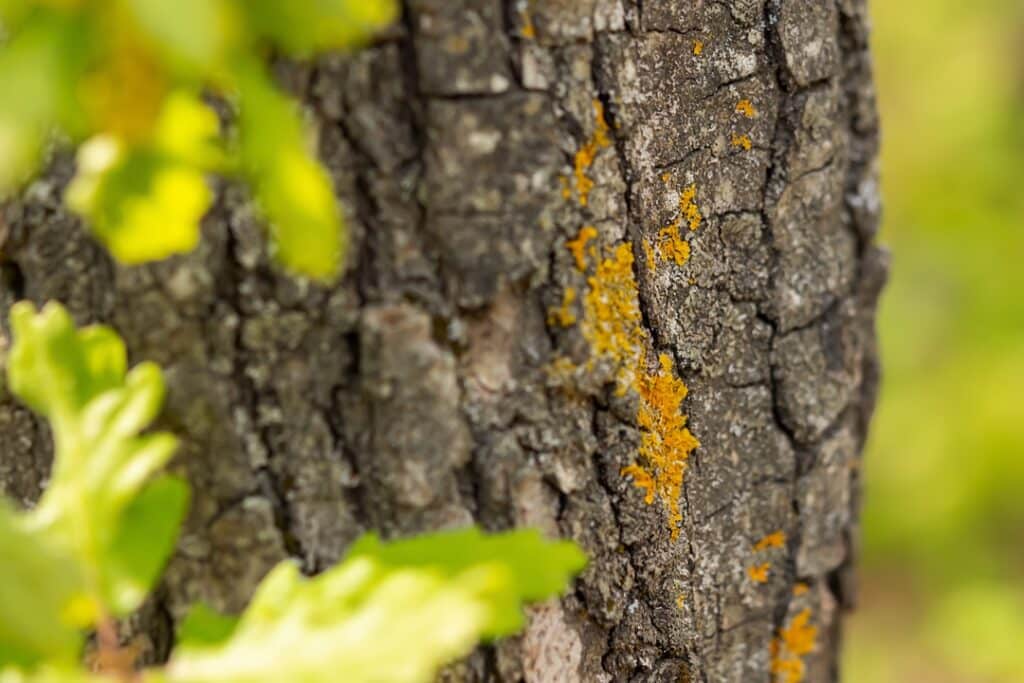 Blocking Oak Tree Borer Infestations with Our Tips