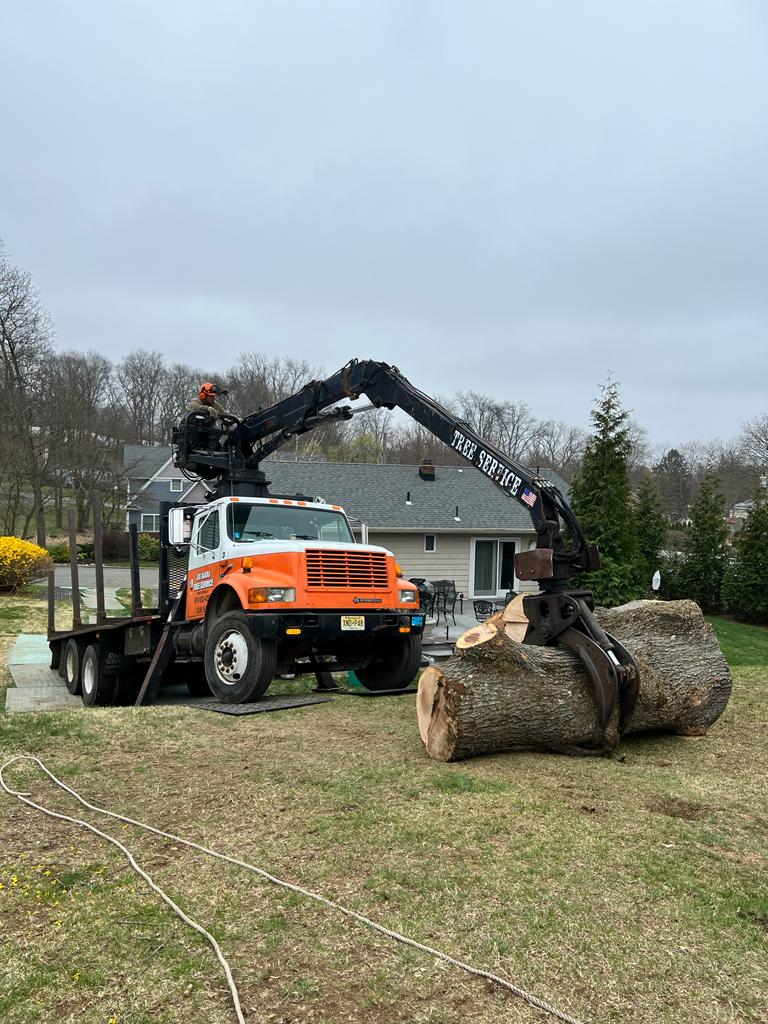 Stump Removal Near Oak Ridge, NJ