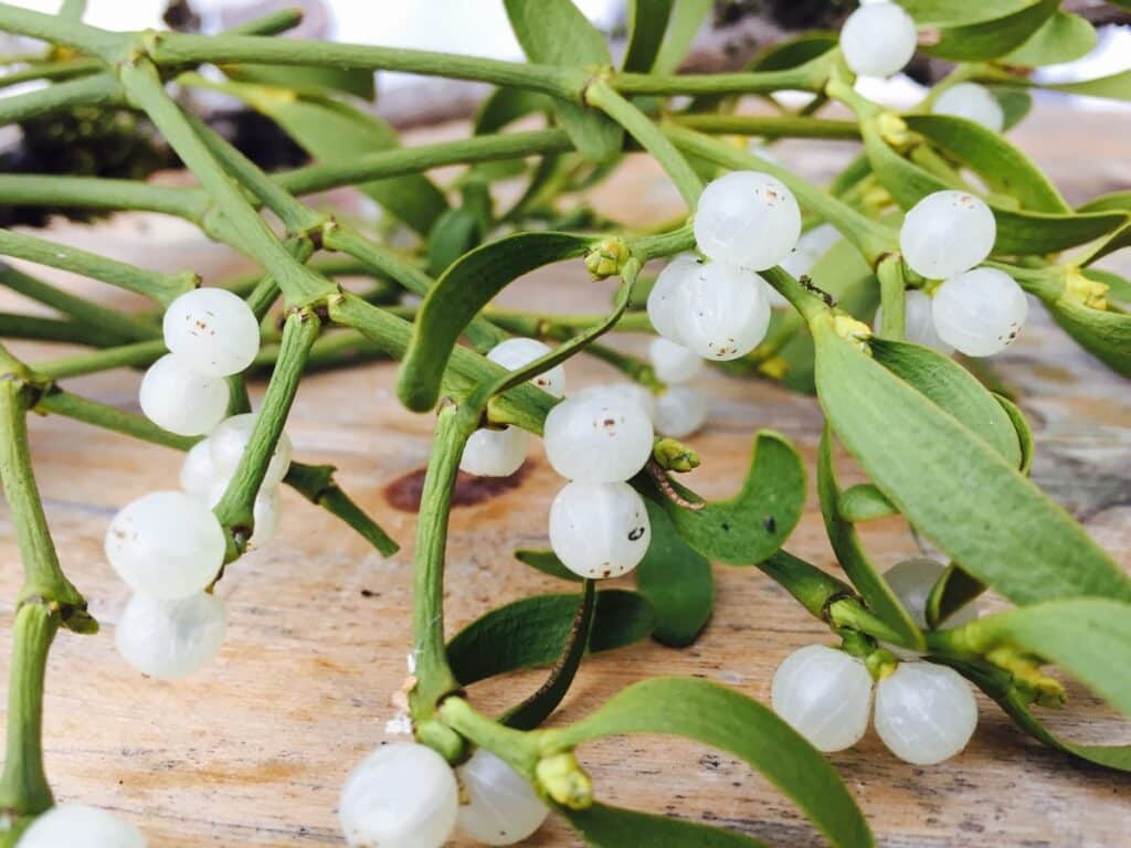 Can Mistletoe Be a Medicinal Treatment?
