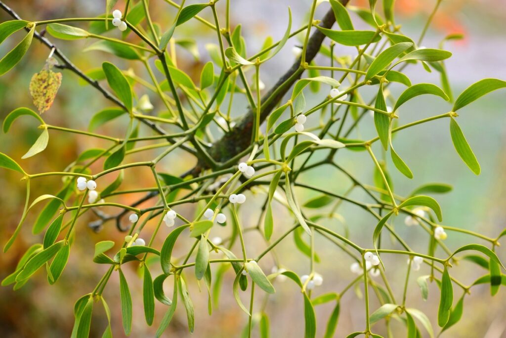 Mistletoe White Berries Are a Food Source for Some Species