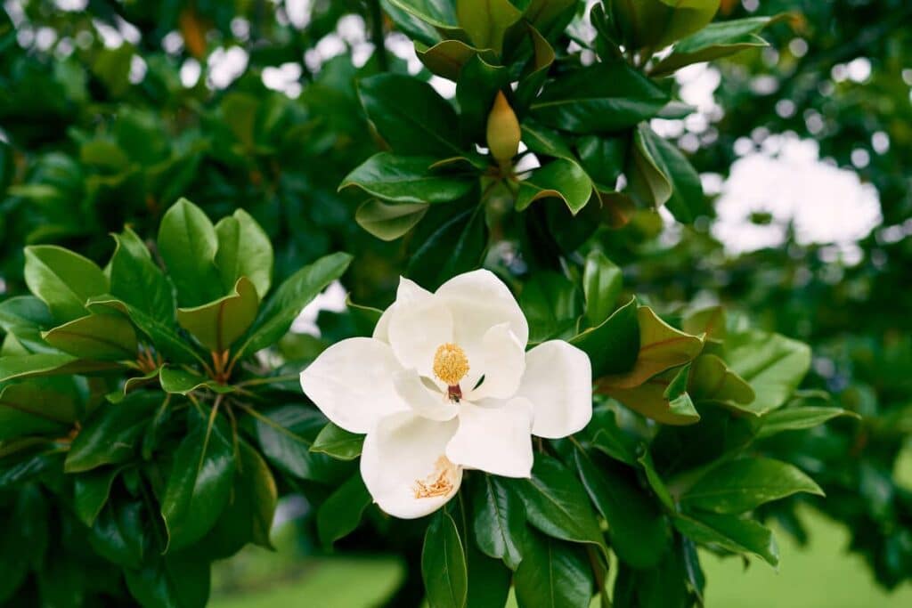 Why are Magnolia Trees Special? incredibly long-lasting filler foliage