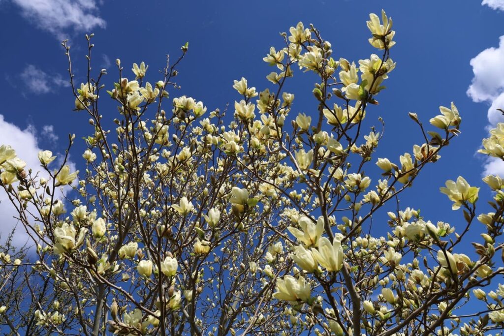 Yellow Magnolia Flower Colors: The Incredible Meaning & Symbolism