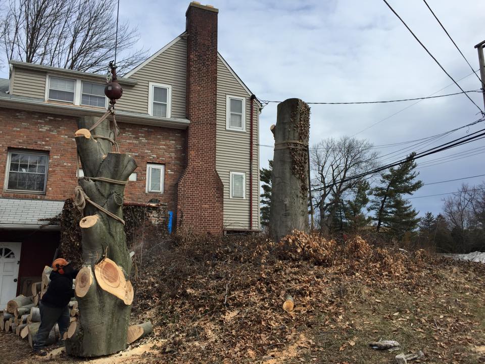 Tree Removal in Wayne, NJ