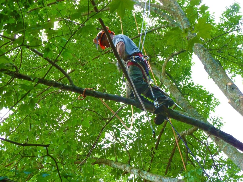 Tree Trimming Safety