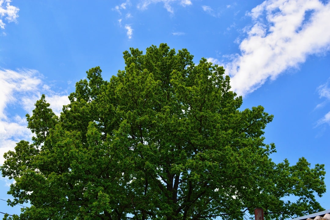 Call the oak and maple tree specialists