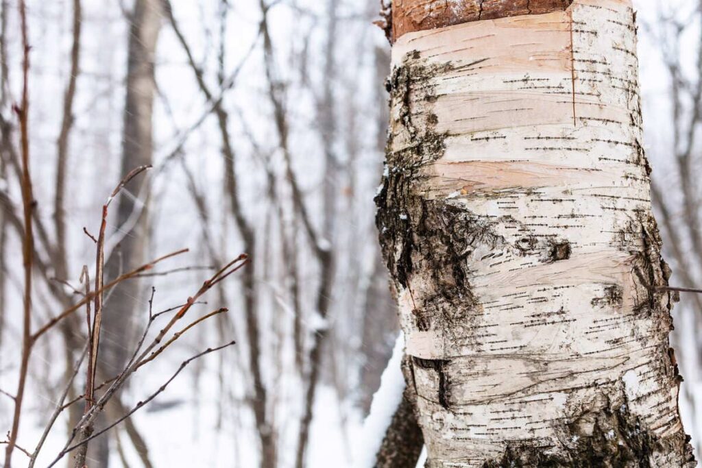 How to Protect Trees & Help Them Survive the Winter