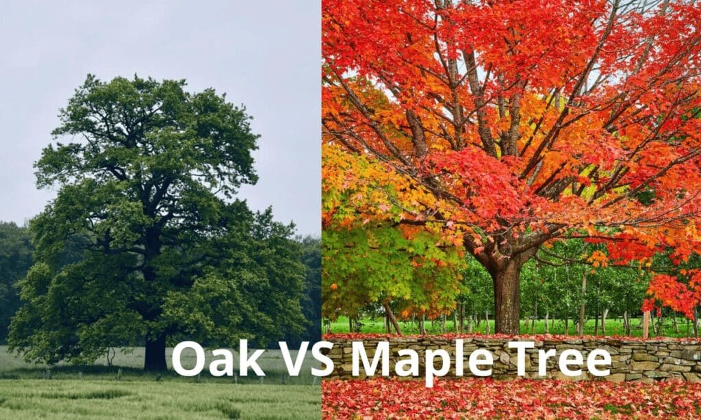 Oak vs Maple Tree