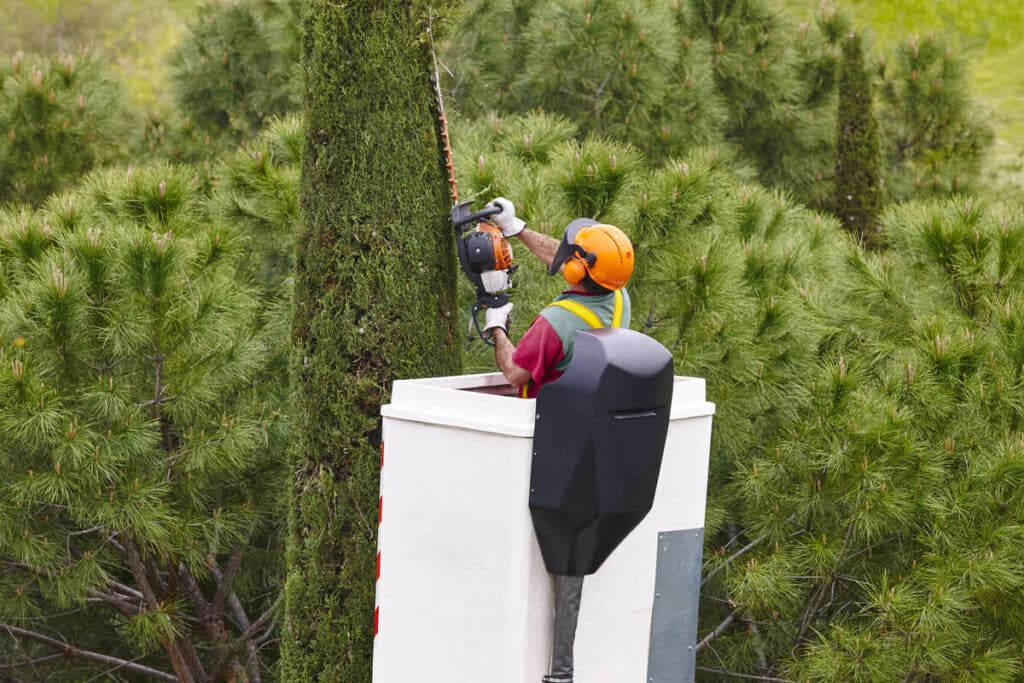 What Are the Benefits of Proper Tree Trimming?