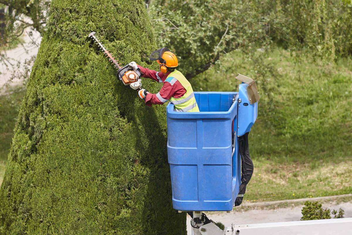 When Is the Best Time of the Year to Trim Trees in NJ?