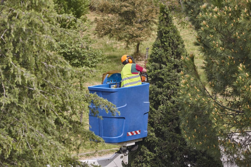 Ovoid Trimming Coniferous Trees in the Spring