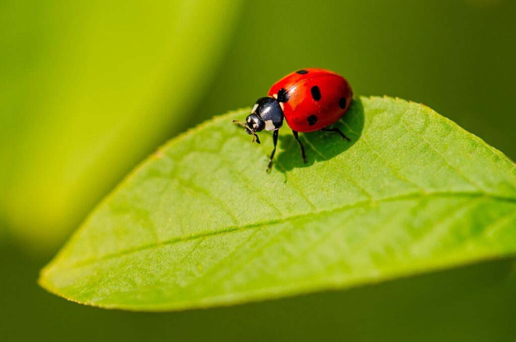 Ladybugs Are a Natural Predator of Spider Mites