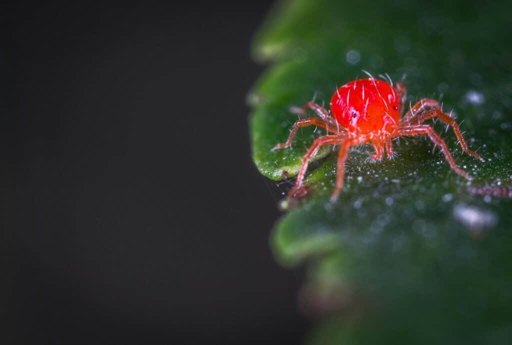 Early Signs of Spider Mites: Save Your Trees