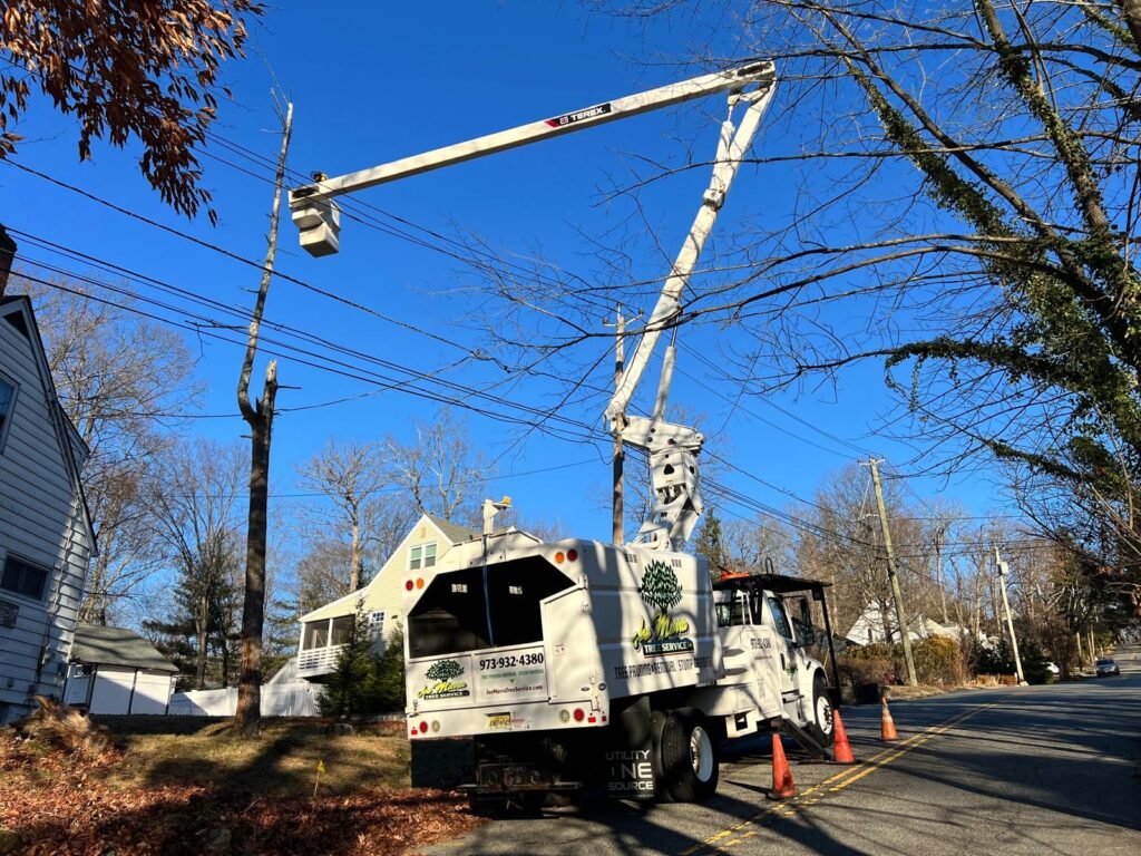 Tree Removal Near Power Lines: High-Stake Job in Wayne, NJ